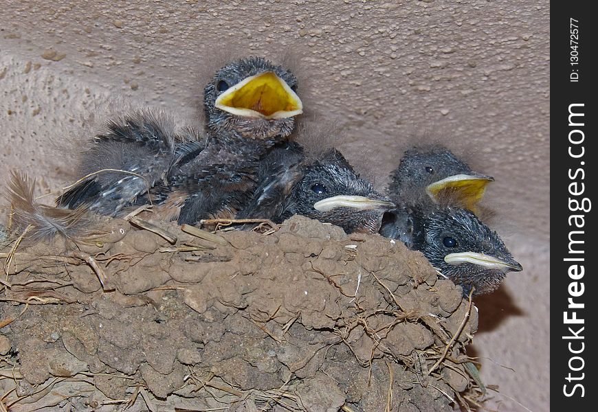 Bird, Fauna, Beak, Perching Bird