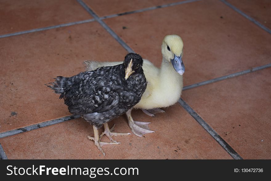 Fauna, Bird, Beak, Water Bird