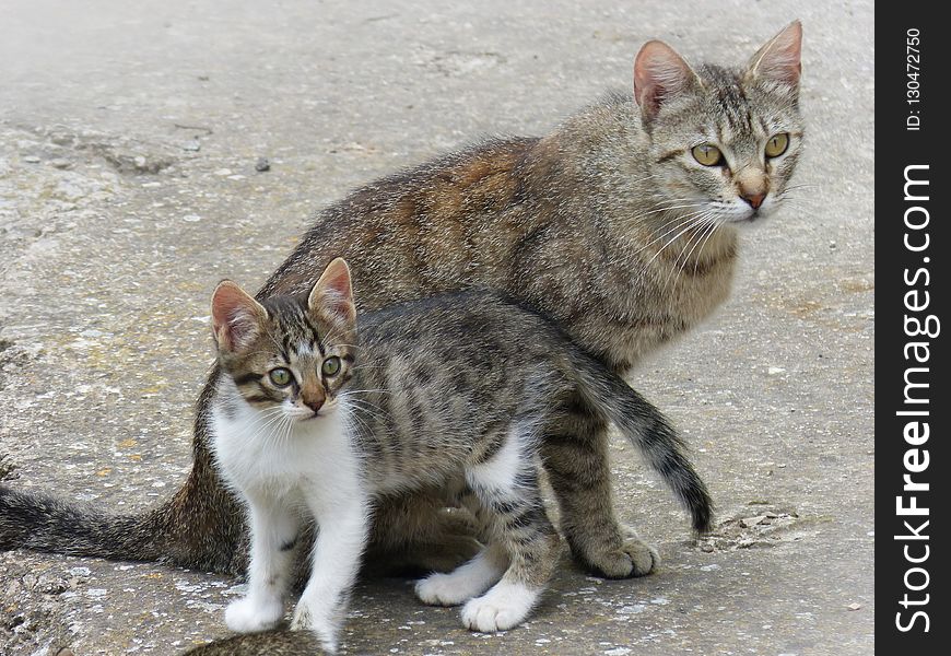 Cat, Fauna, Mammal, Small To Medium Sized Cats