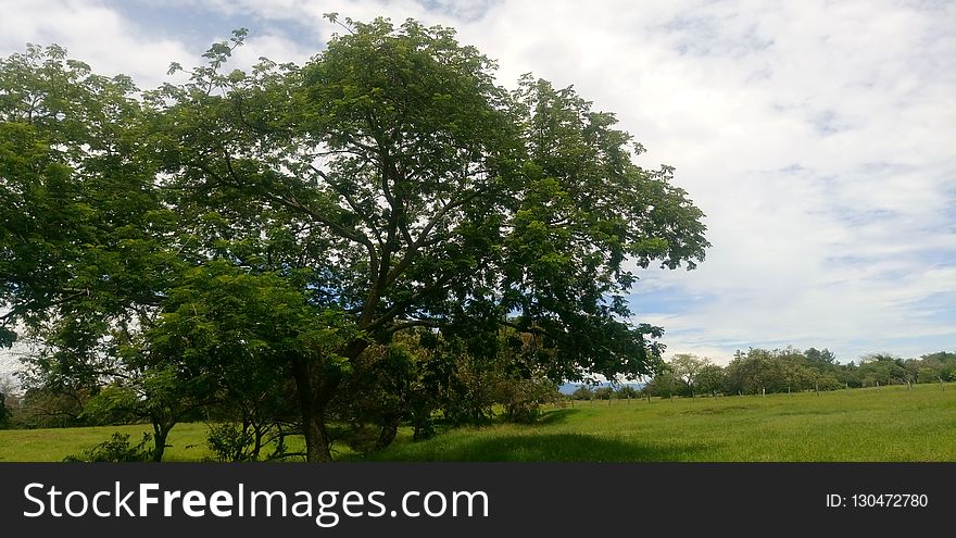 Tree, Grassland, Sky, Ecosystem