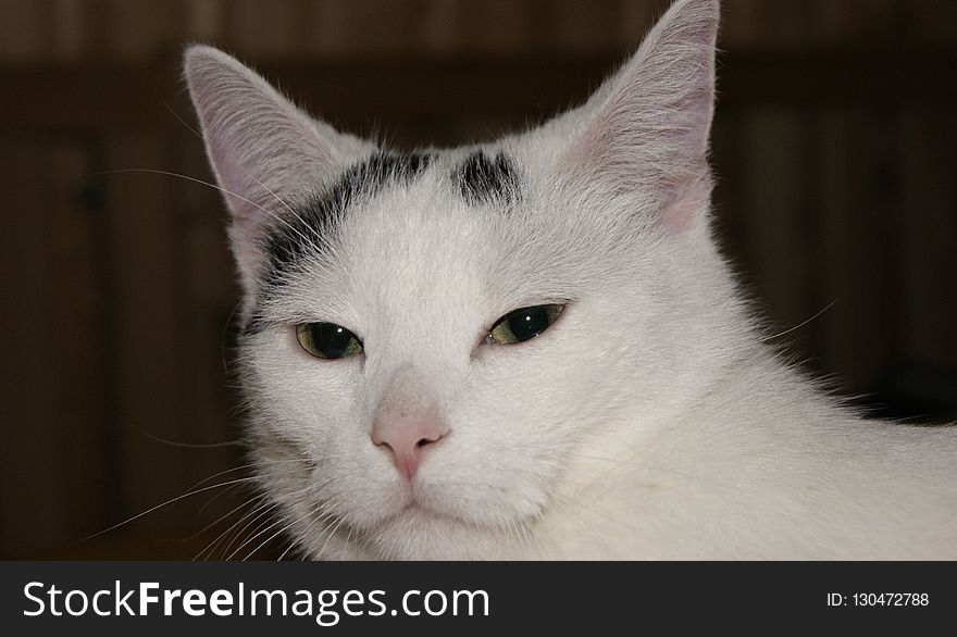 Cat, Whiskers, White, Face