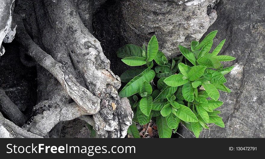 Plant, Leaf, Flora, Tree