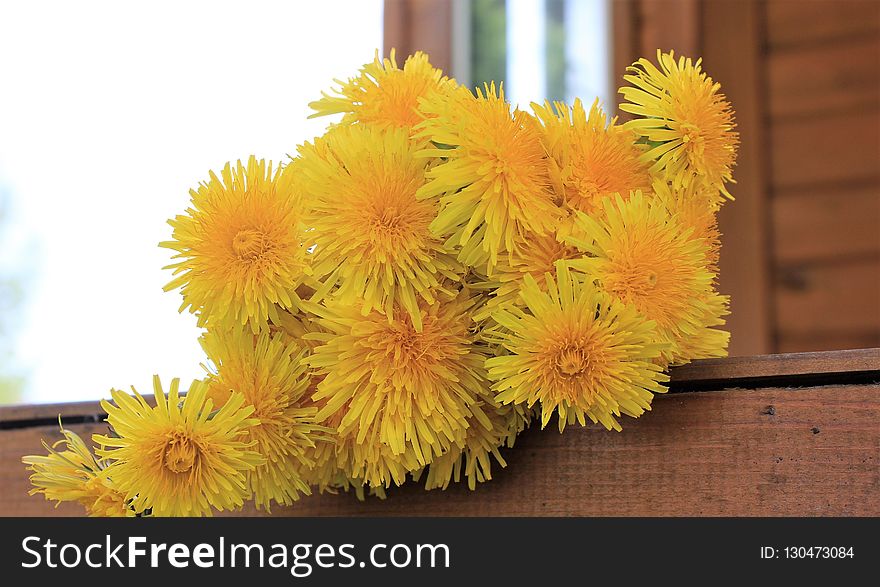 Flower, Yellow, Dandelion, Cut Flowers