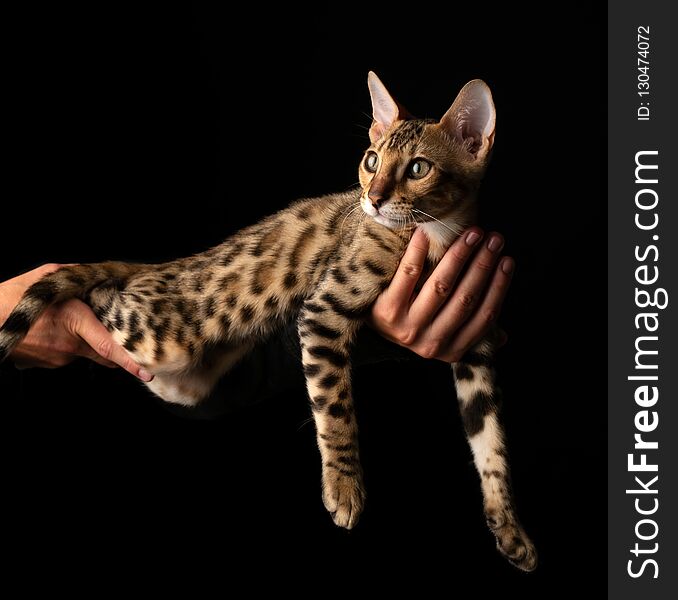 Women`s hands are holding purebred Bengal cat.