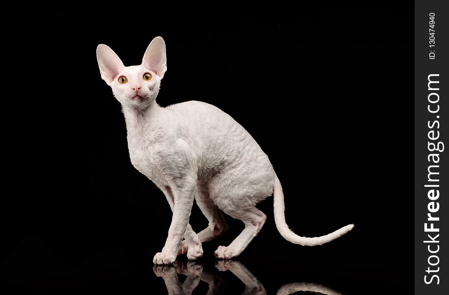 Thoroughbred White Cornish Rex Cat On Black Background.