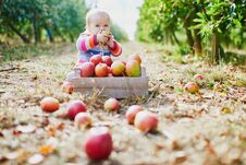 Adorable Baby Girl Sitting On The Ground Near Crate Full Of Ripe Apples Royalty Free Stock Image
