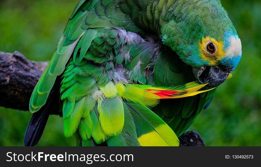 Malaysian parrot dressing up