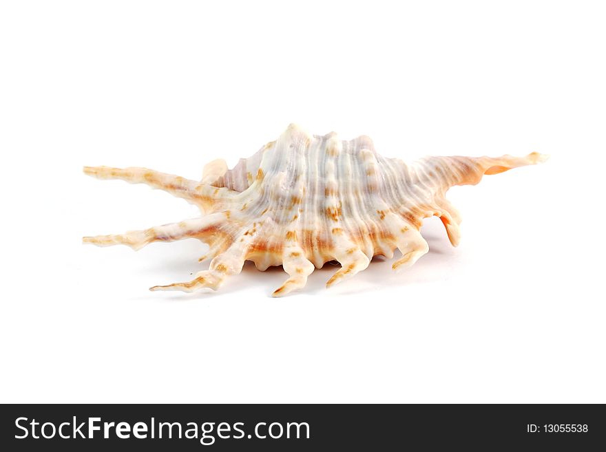 Sea shell, isolated on white background