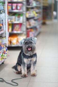 Small Black Dog Sitting On The Flloor In Dog Friendly Minimart Royalty Free Stock Photo