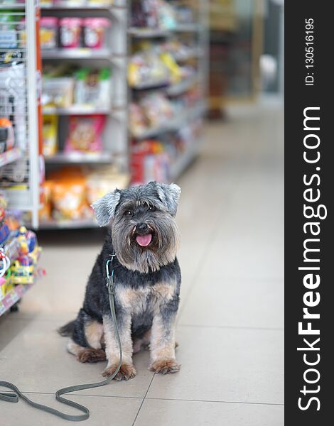 Small black dog sitting on the flloor in dog friendly minimart with goods shelves background