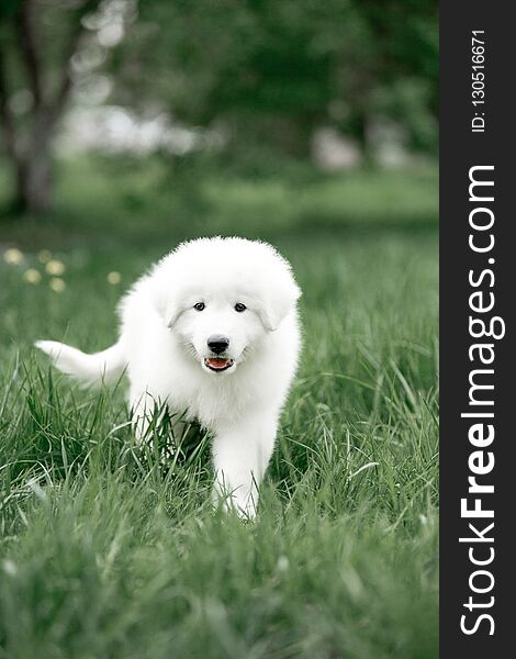 Amazing portrait dog puppy morema go on grass in sunshine in park