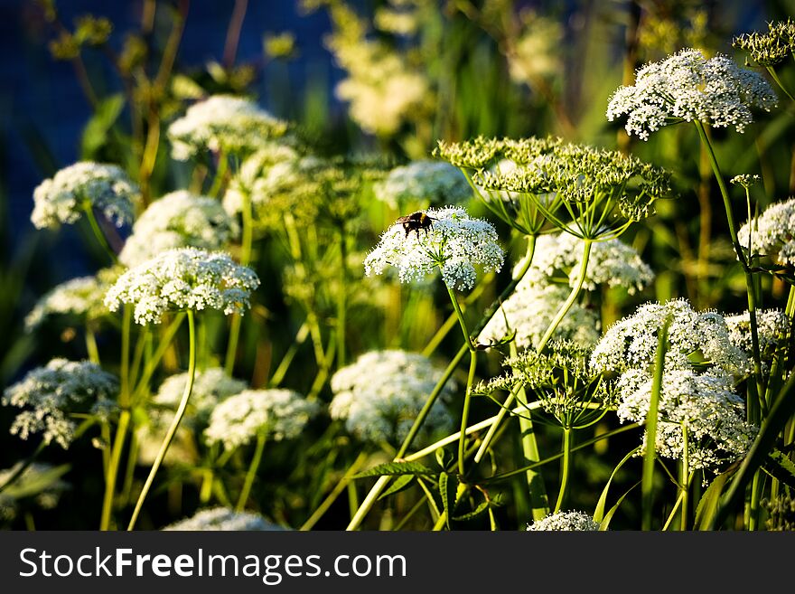 Close-up of white hemlock flowers with a bee in the sunlight in the meadow. Close-up of white hemlock flowers with a bee in the sunlight in the meadow