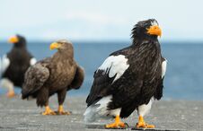 Free Steller`s Sea Eagle. Blue Sky And Ocean Background. Stock Images - 130534234