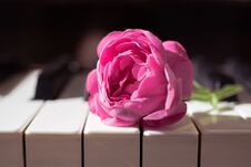 Pink Beautiful Rose On Piano Keyboard. Music Background Royalty Free Stock Photos