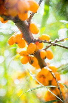 Free Branch With Berries Of Sea Buckthorn Stock Photo - 130536740