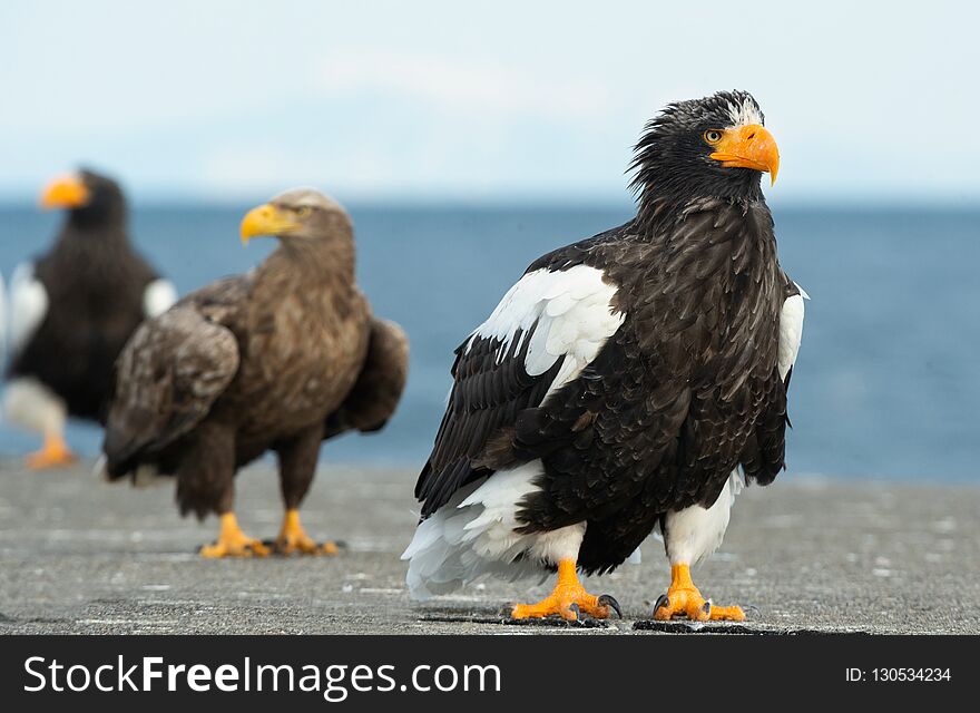 Steller`s Sea Eagle. Blue Sky And Ocean Background.