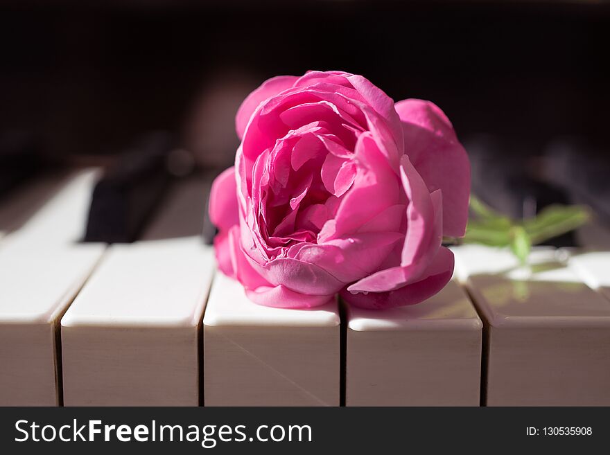 Pink beautiful rose on piano keyboard. Music background, closeup, side view