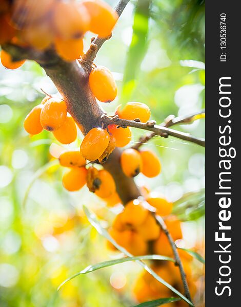 Branch with berries of sea buckthorn