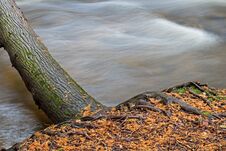 Tree Hangs Precariously Over The River Royalty Free Stock Image