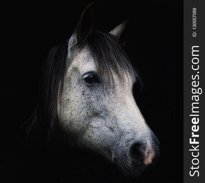 Horse portrait in the country