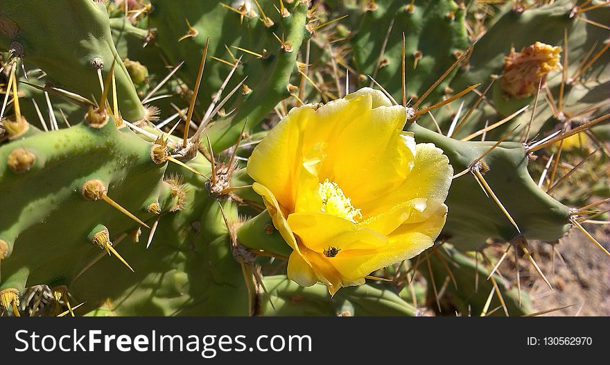 Plant, Flowering Plant, Eastern Prickly Pear, Vegetation