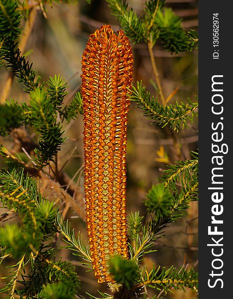 Banksia, Pine Family, Plant, Biome