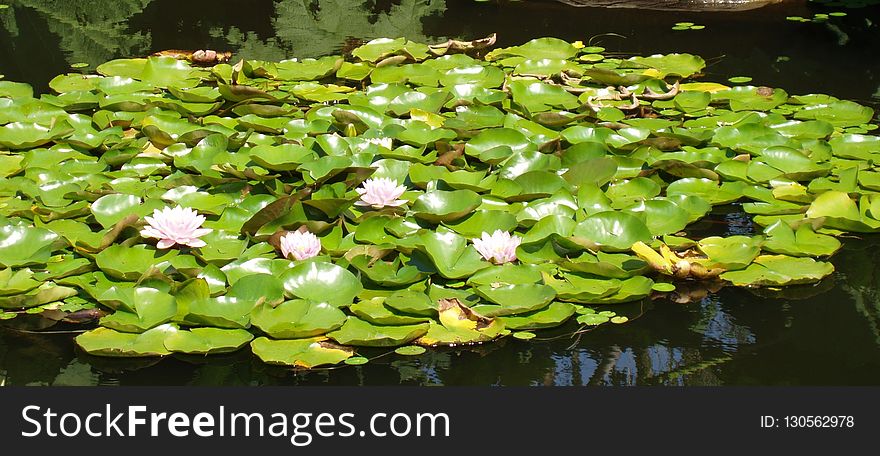 Plant, Aquatic Plant, Vegetation, Flora