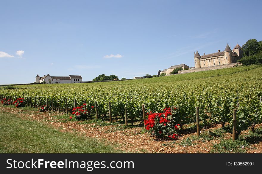 Agriculture, Vineyard, Field, Rural Area
