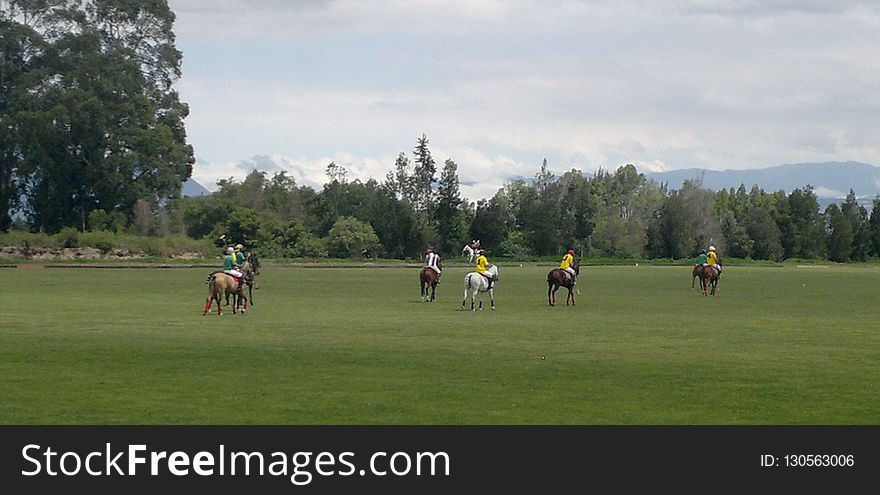 Vertebrate, Grassland, Pasture, Grass