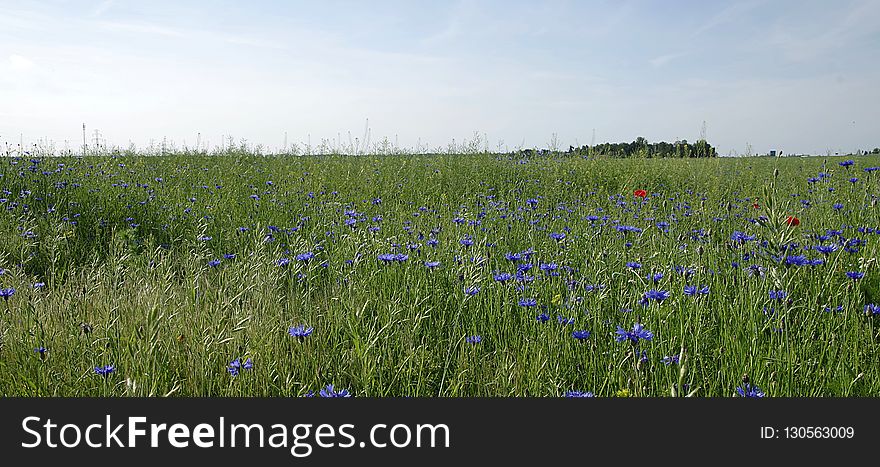 Ecosystem, Grassland, Meadow, Field