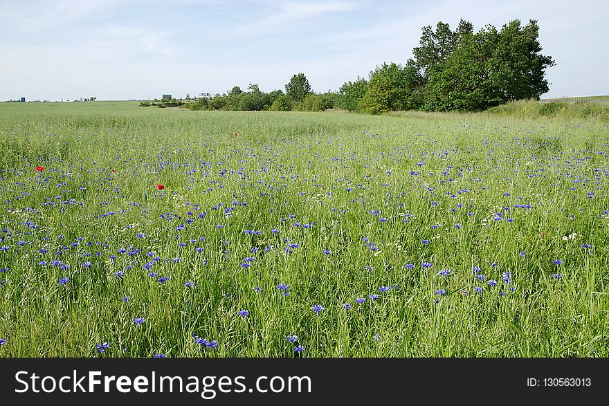 Grassland, Ecosystem, Prairie, Field