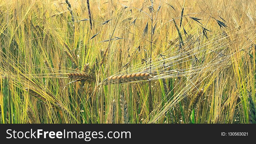 Food Grain, Triticale, Barley, Hordeum