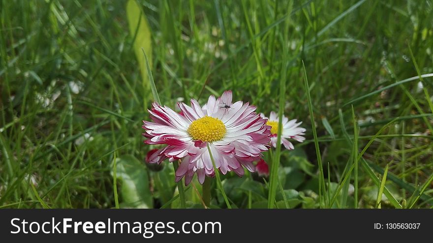 Flower, Flora, Wildflower, Plant