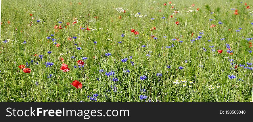 Meadow, Ecosystem, Field, Grassland