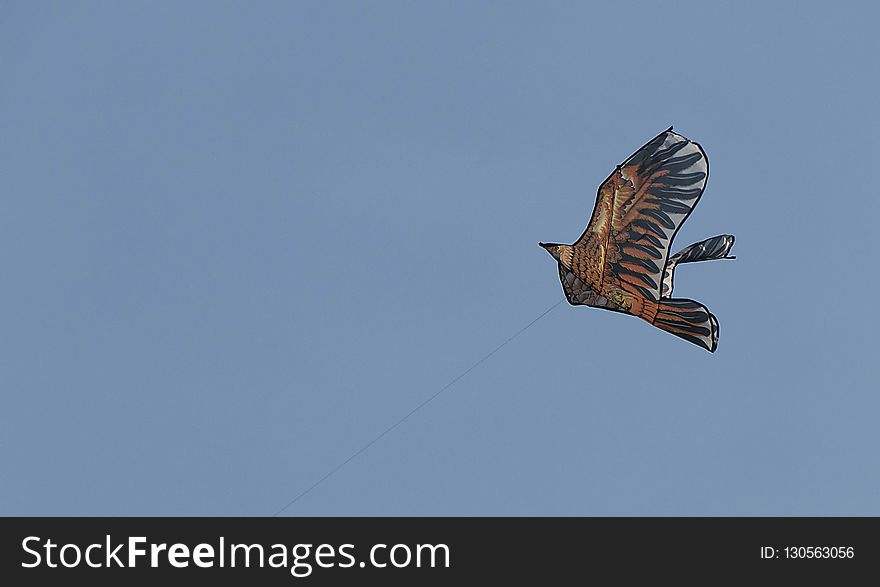 Sky, Bird, Wing, Flight