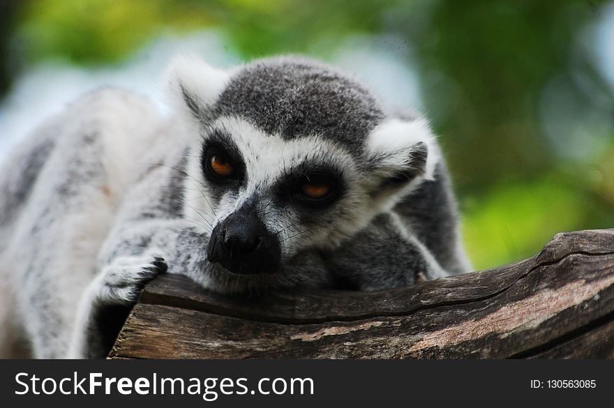 Fauna, Lemur, Terrestrial Animal, Snout