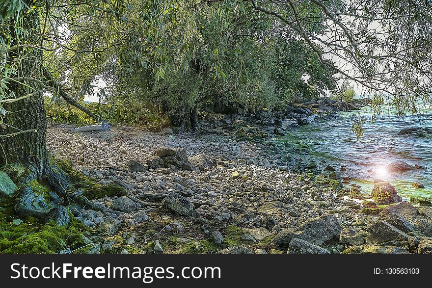 Water, Nature, Nature Reserve, Vegetation