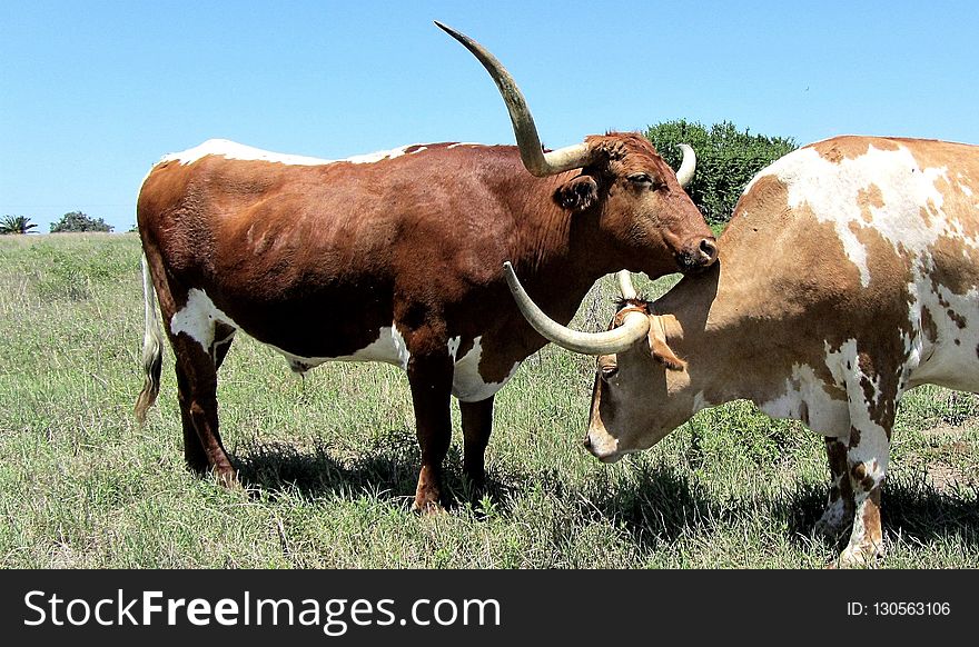 Cattle Like Mammal, Horn, Texas Longhorn, Grassland