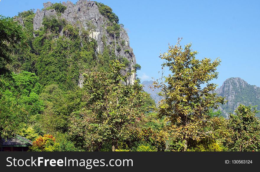 Vegetation, Nature, Tree, Ecosystem