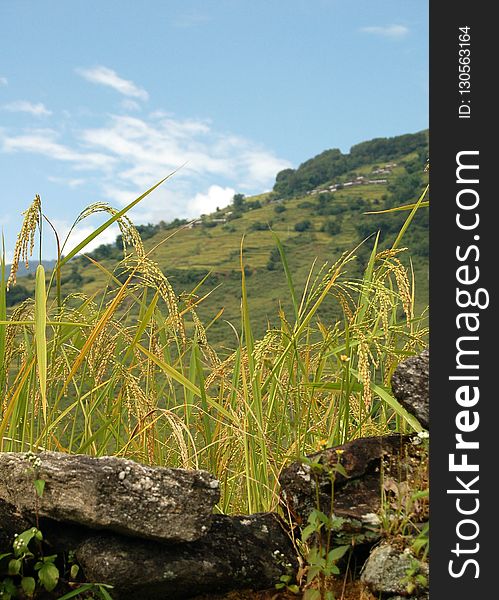 Ecosystem, Vegetation, Grass Family, Sky