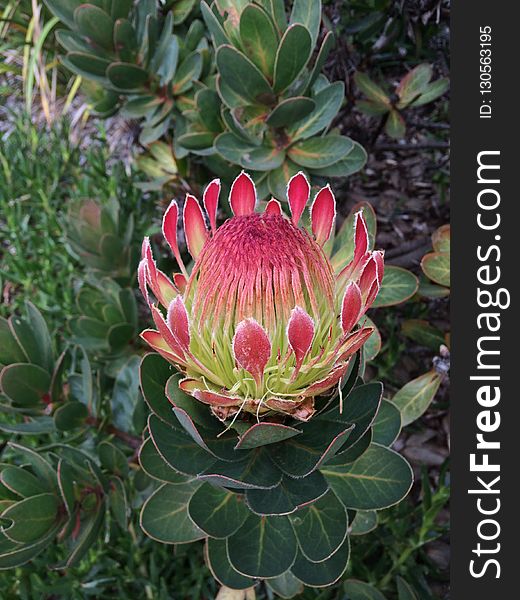 Plant, Flower, Vegetation, Protea Family