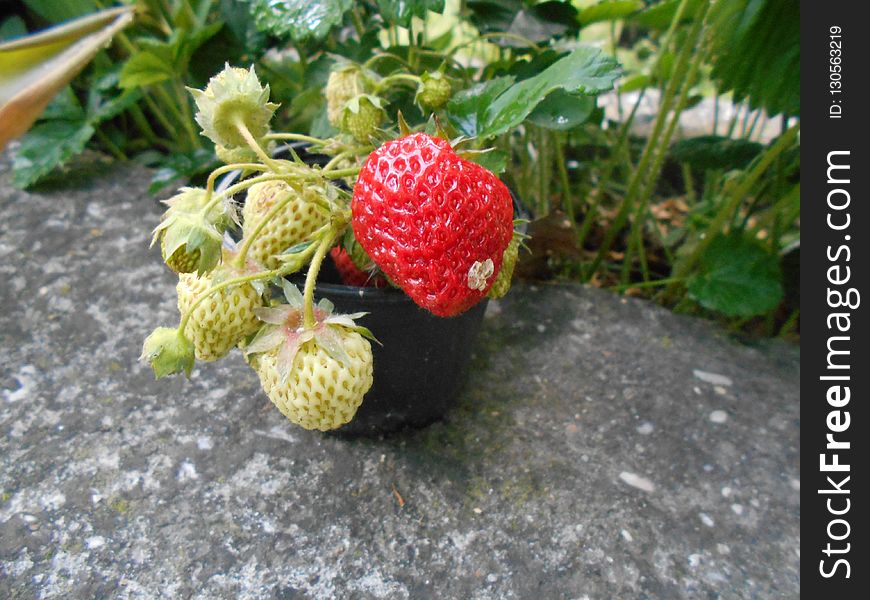 Strawberry, Strawberries, Fruit, West Indian Raspberry