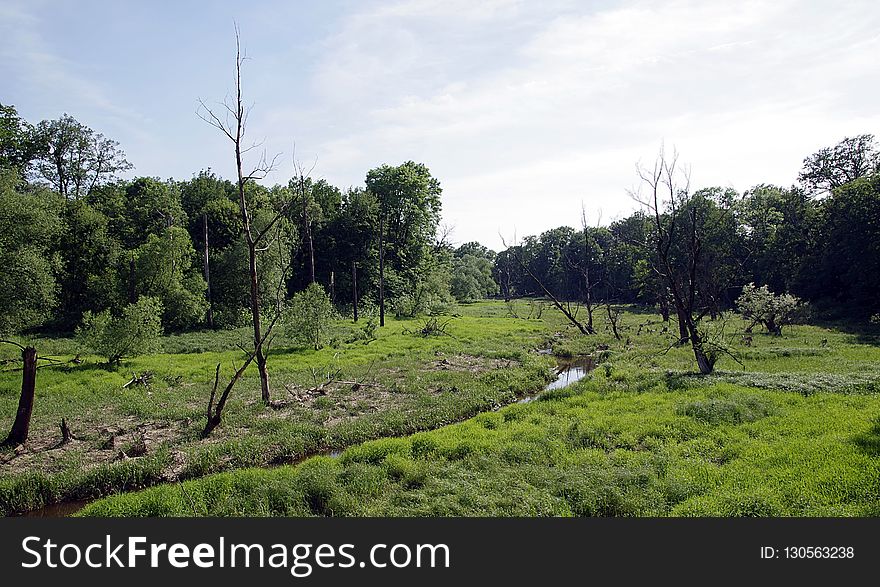 Vegetation, Nature Reserve, Wetland, Ecosystem