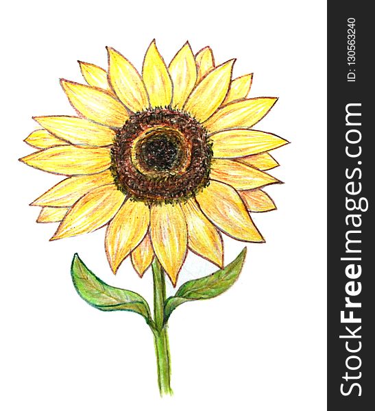 Flower, Sunflower, Flowering Plant, Yellow