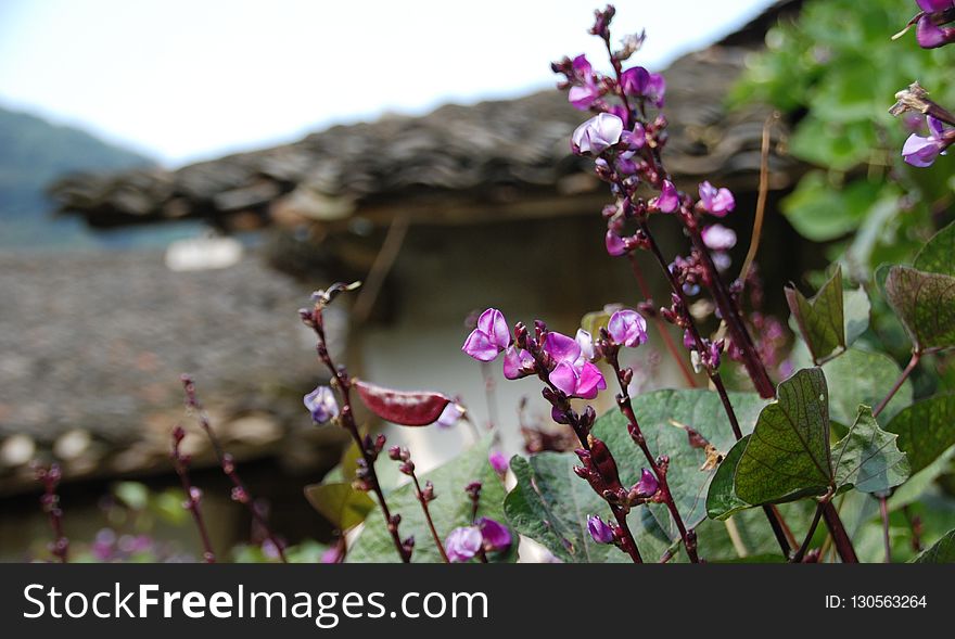 Flower, Plant, Flowering Plant, Flora