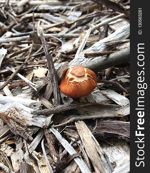 Fungus, Agaricomycetes, Mushroom, Medicinal Mushroom
