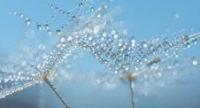 Beautiful Dew Drops On A Dandelion Seed Macro. Stock Photo