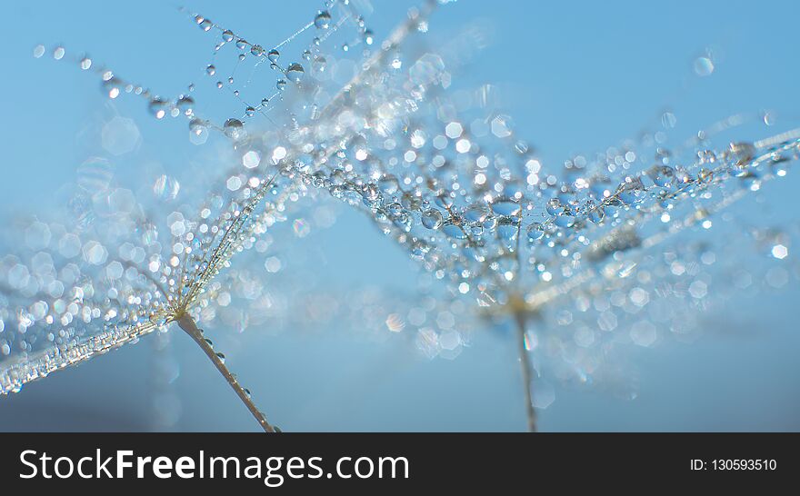 Beautiful dew drops on a dandelion seed macro. Beautiful soft blue background. Water drops on a parachutes dandelion. Copy space. soft focus on water droplets. circular shape, abstract background.