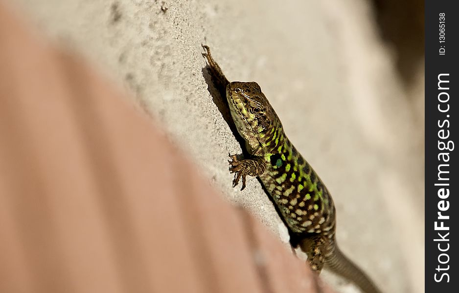 Lizard