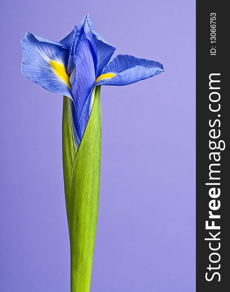 Iris Flower on Purple Background
